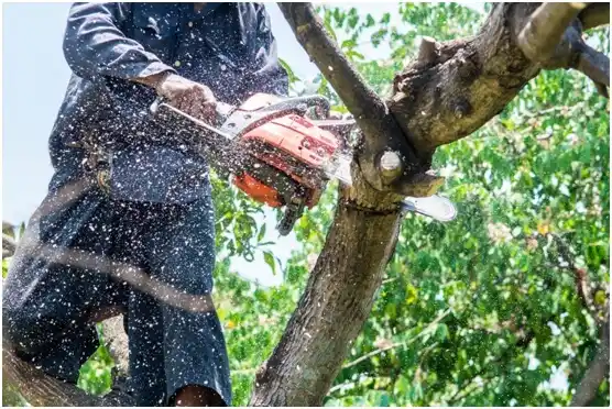 tree services Forks